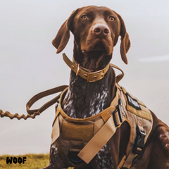 WOOF Tactical Harnesses Set