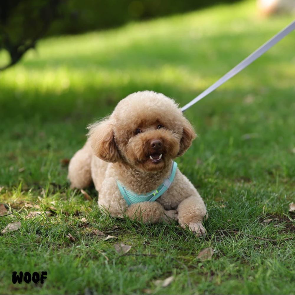 WOOF Urban Harness Set