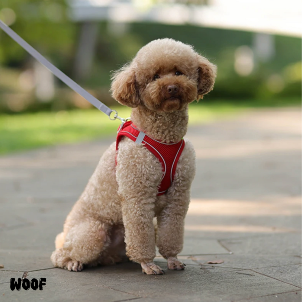 WOOF Urban Harness Set